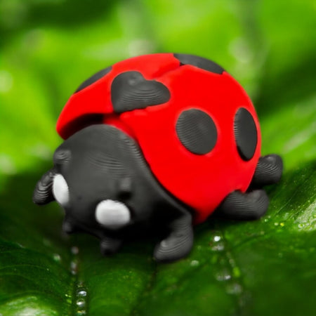 Ladybug